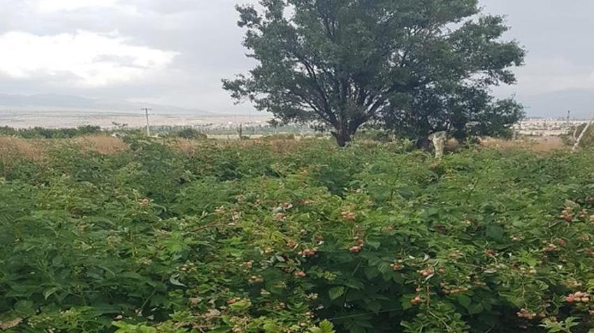 Patates üretimini bıraktı, tarlasını herkese açtı! Ektiği ürünü toplamak için akın akın geliyorlar