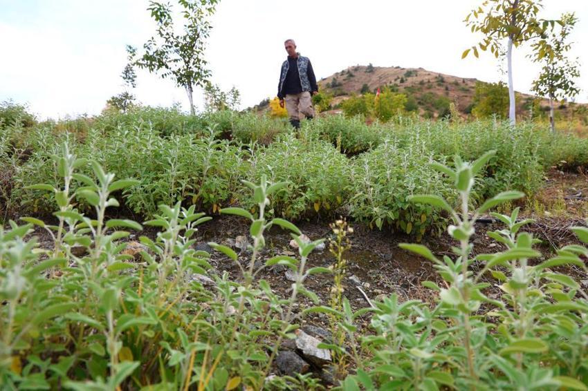 Yıllardır boş duruyordu, dağlık araziyi kiralayıp servet kazanmaya başladı! Elazığ'da emekli öğretmen ürünlerini dev şirketlere satıyor