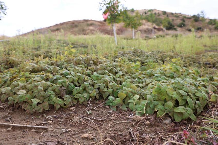 Yıllardır boş duruyordu, dağlık araziyi kiralayıp servet kazanmaya başladı! Elazığ'da emekli öğretmen ürünlerini dev şirketlere satıyor