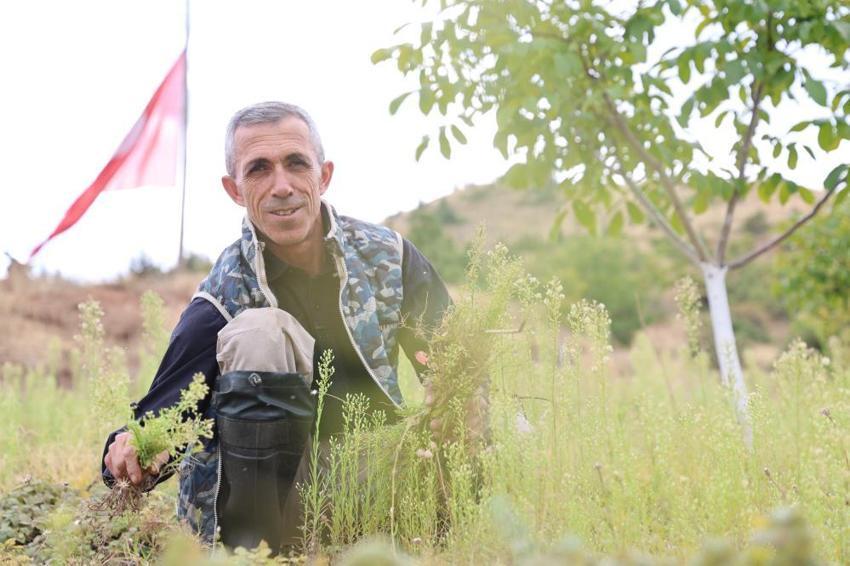 Yıllardır boş duruyordu, dağlık araziyi kiralayıp servet kazanmaya başladı! Elazığ'da emekli öğretmen ürünlerini dev şirketlere satıyor
