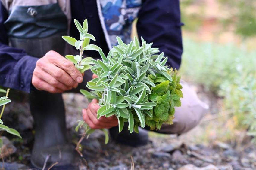 Yıllardır boş duruyordu, dağlık araziyi kiralayıp servet kazanmaya başladı! Elazığ'da emekli öğretmen ürünlerini dev şirketlere satıyor
