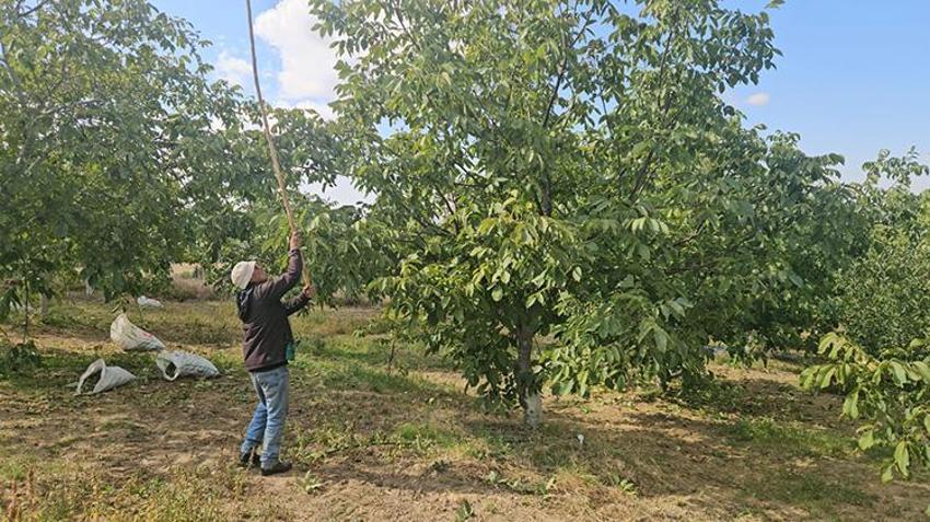 Rekolte yüzde 50 çakıldı derken rekor kırdı: Coğrafi işaretli Kaman Cevizi yurt dışından sipariş yağıyor, kilosu 400 TL'den satılıyor!