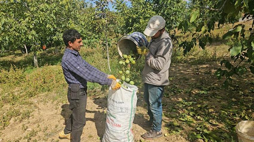 Rekolte yüzde 50 çakıldı derken rekor kırdı: Coğrafi işaretli Kaman Cevizi yurt dışından sipariş yağıyor, kilosu 400 TL'den satılıyor!