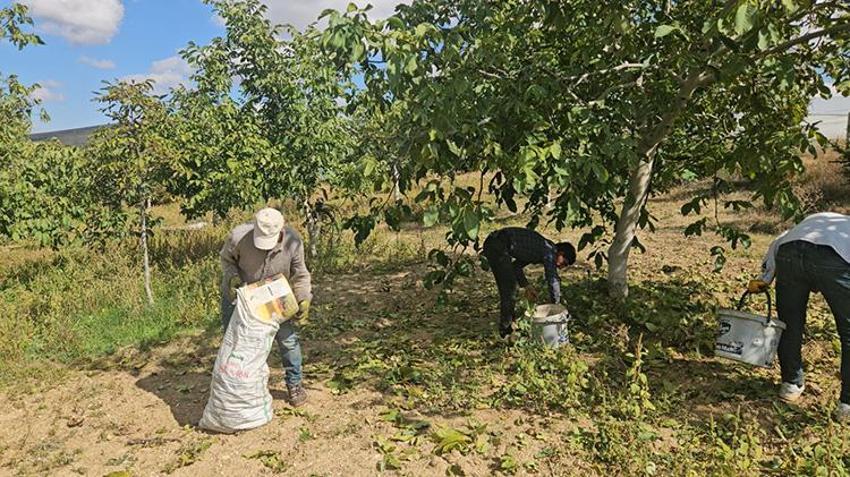 Rekolte yüzde 50 çakıldı derken rekor kırdı: Coğrafi işaretli Kaman Cevizi yurt dışından sipariş yağıyor, kilosu 400 TL'den satılıyor!