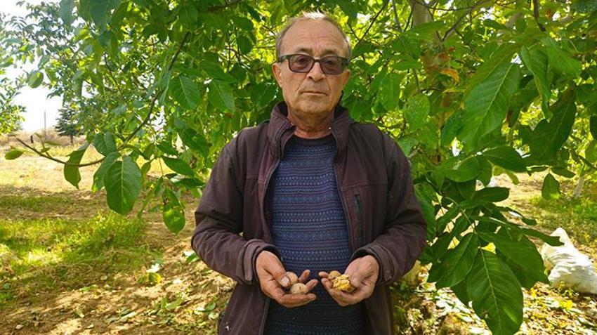Rekolte yüzde 50 çakıldı derken rekor kırdı: Coğrafi işaretli Kaman Cevizi yurt dışından sipariş yağıyor, kilosu 400 TL'den satılıyor!