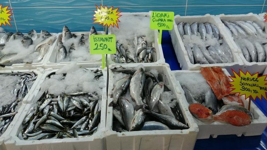 Palamut göç etti, inci kefalına talep patladı: Kilosu geçen yılla aynı fiyata satılıyor!